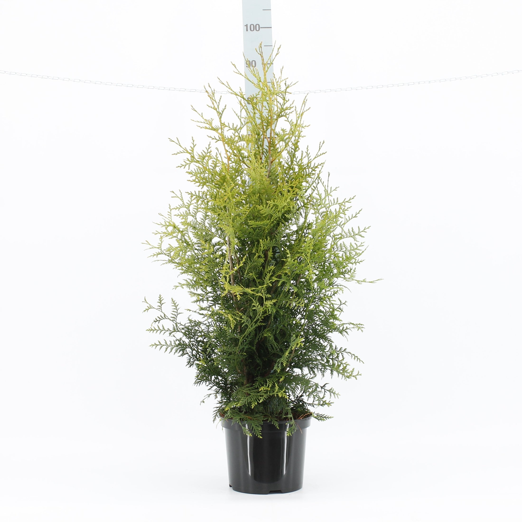 Thujor Brabant - 80-100 cm